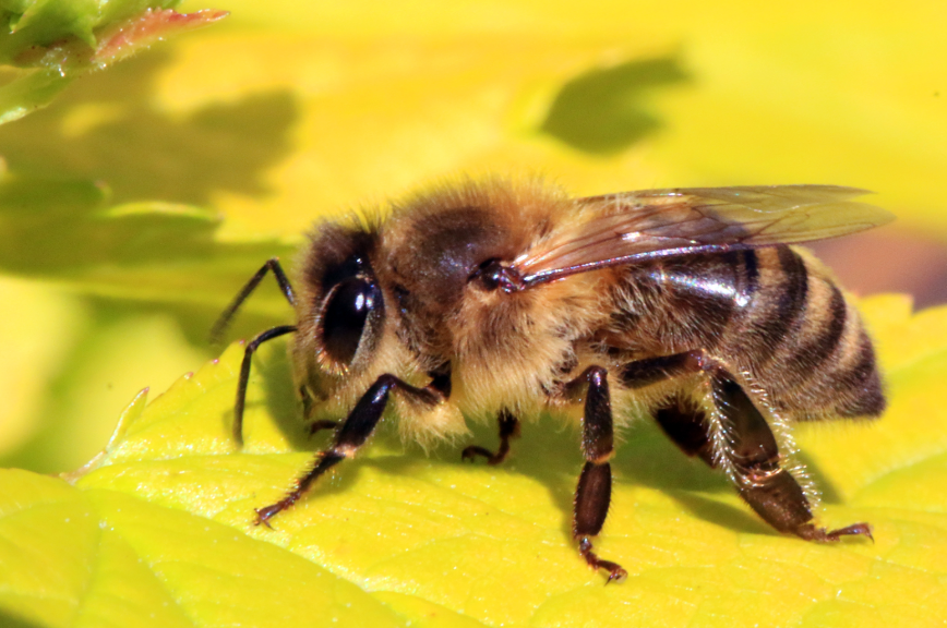 A close-up image of a Honeybee